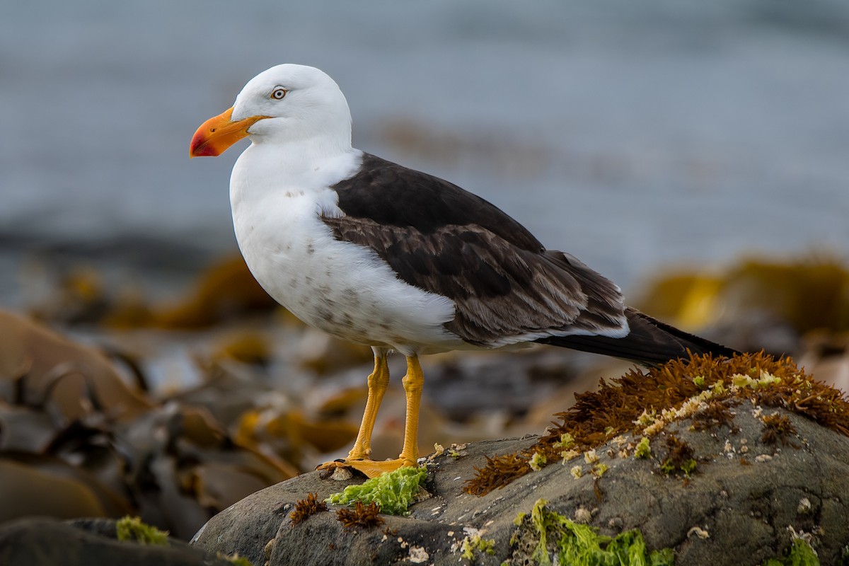 Pacific Gull - ML137327941