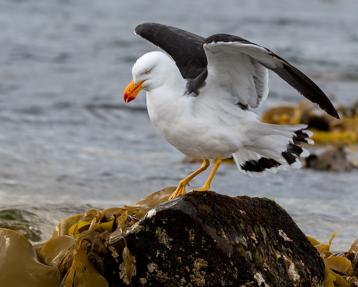 Pacific Gull - ML137327981