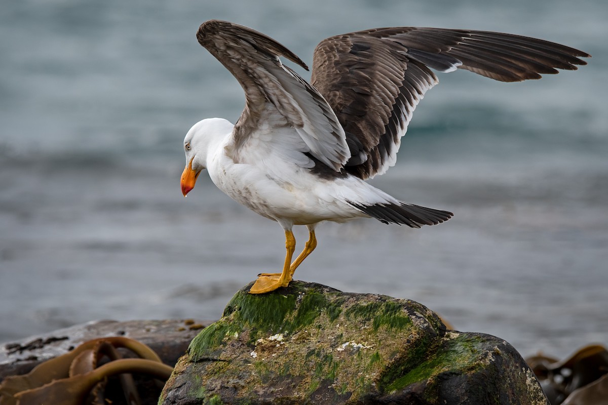 Pacific Gull - Hayley Alexander