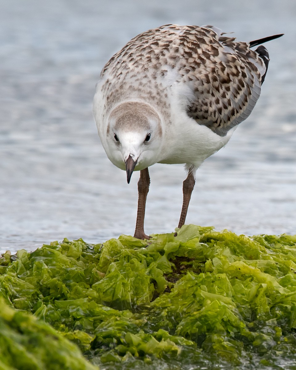 Mouette argentée (novaehollandiae/forsteri) - ML137328211