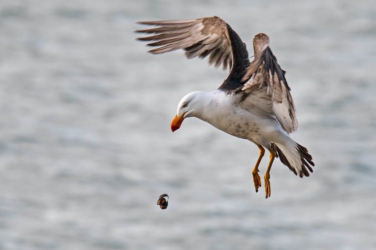 Pacific Gull - ML137328351