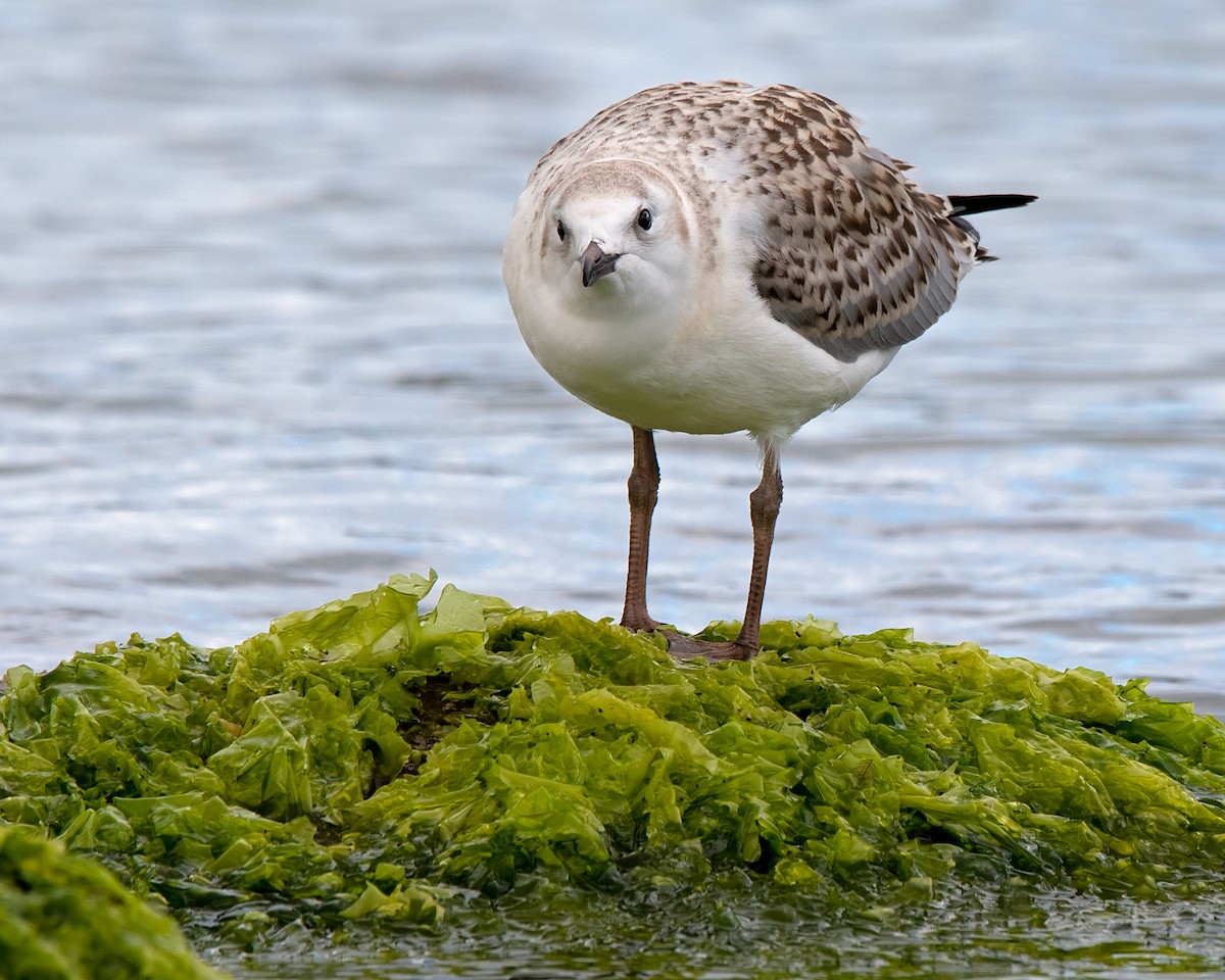 Mouette argentée (novaehollandiae/forsteri) - ML137328401