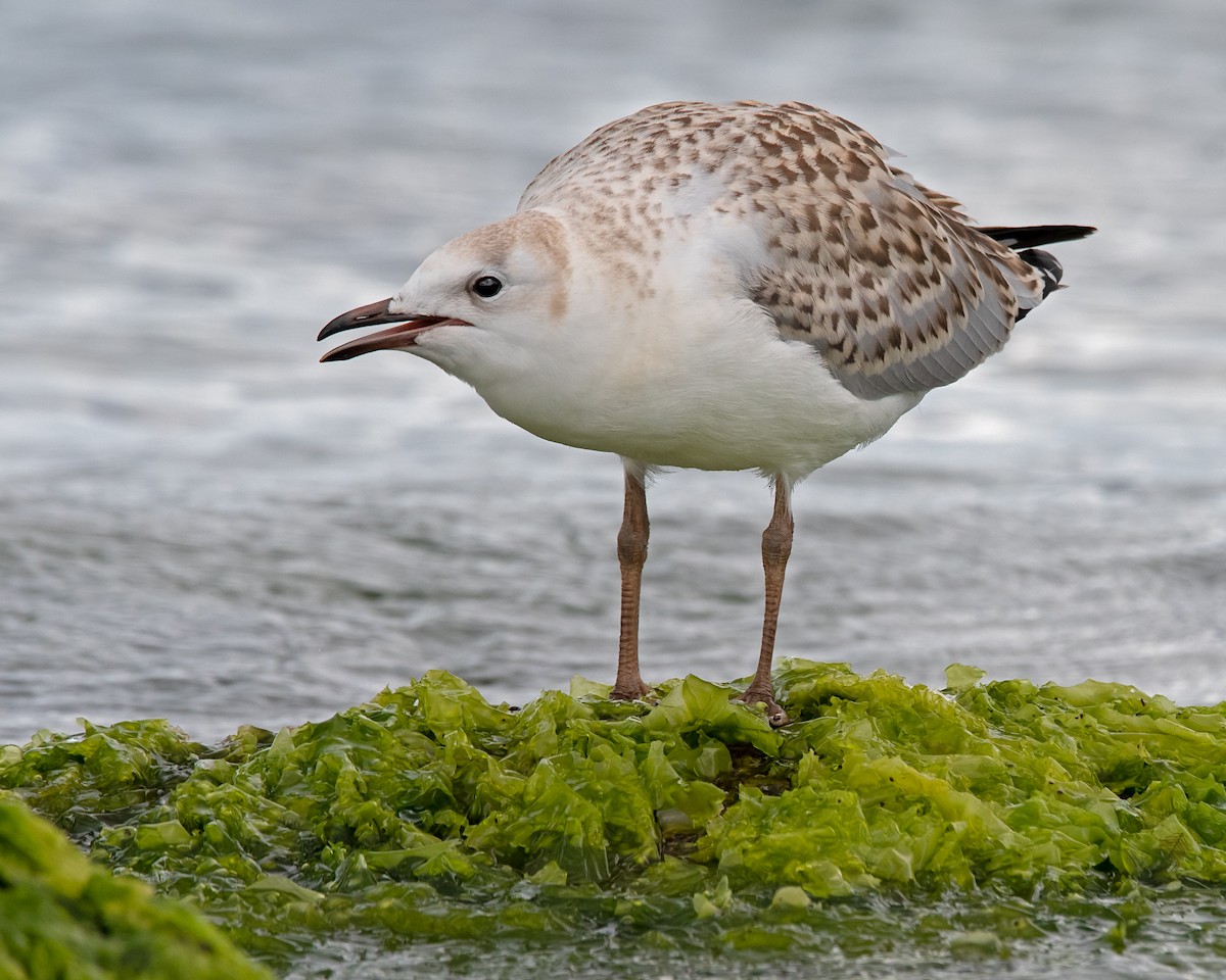 Silver Gull (Silver) - Hayley Alexander