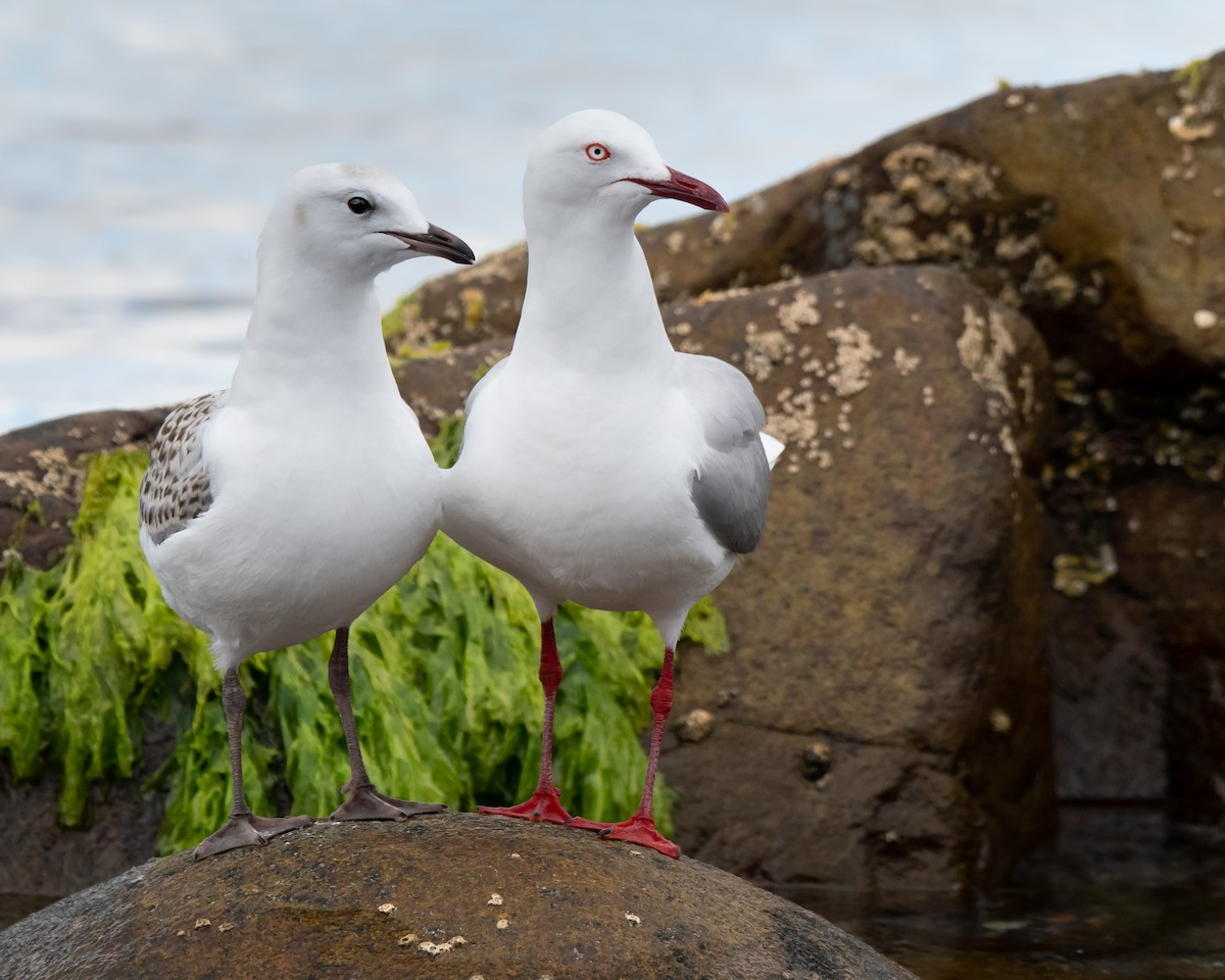 Mouette argentée (novaehollandiae/forsteri) - ML137328511