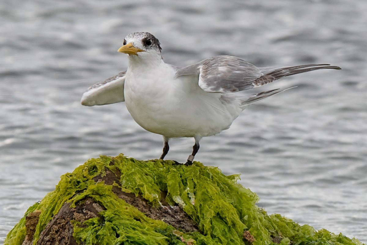 Great Crested Tern - ML137328721