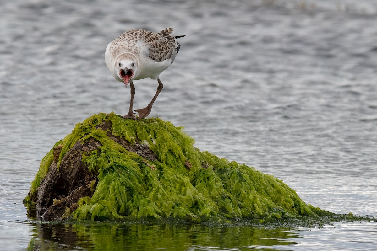 Mouette argentée (novaehollandiae/forsteri) - ML137328741