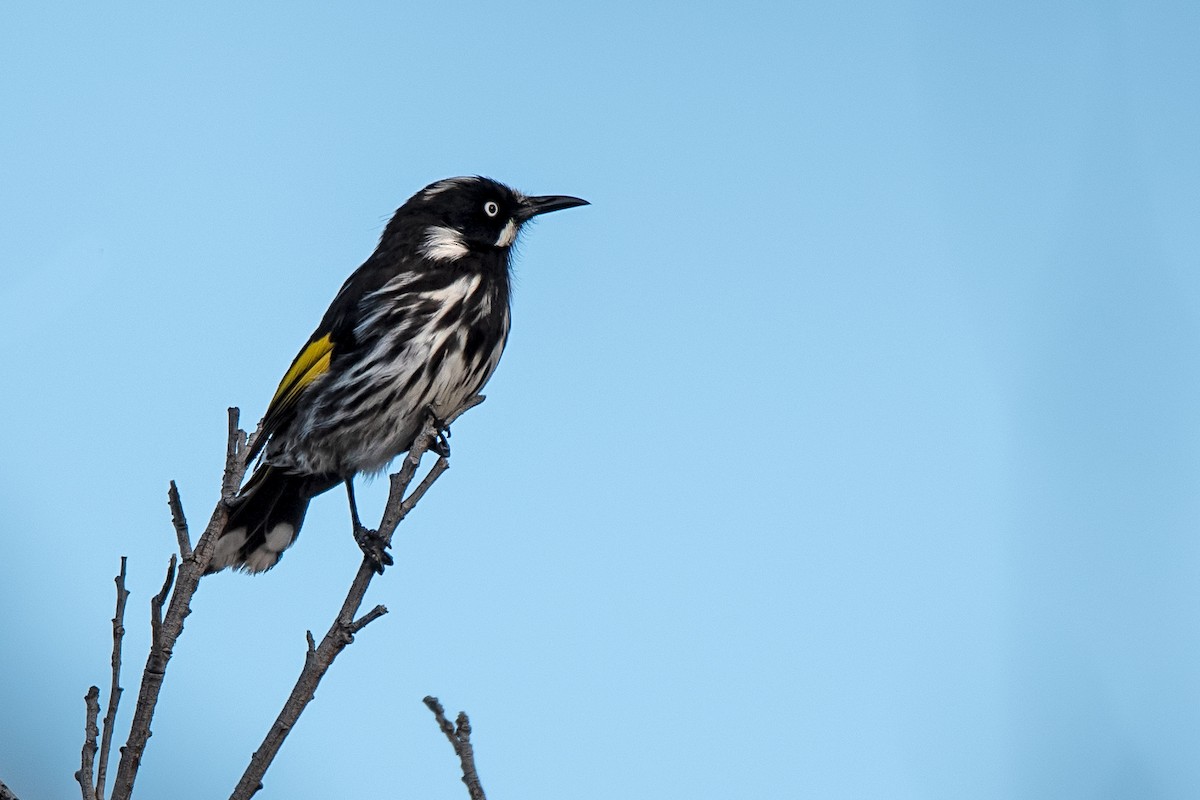 New Holland Honeyeater - ML137328831