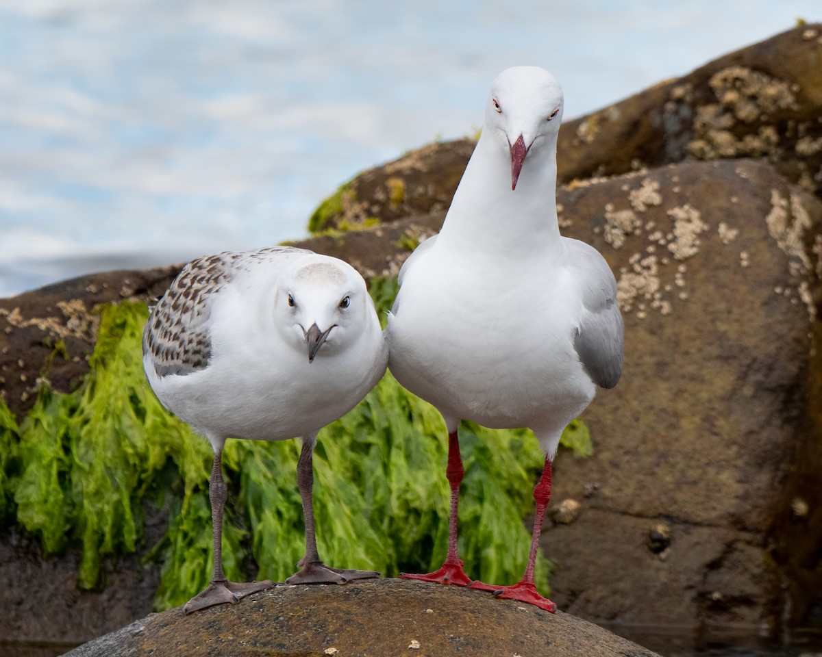 ギンカモメ（novaehollandiae／forsteri） - ML137328841