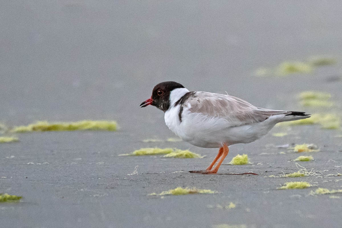 Hooded Plover - ML137328871