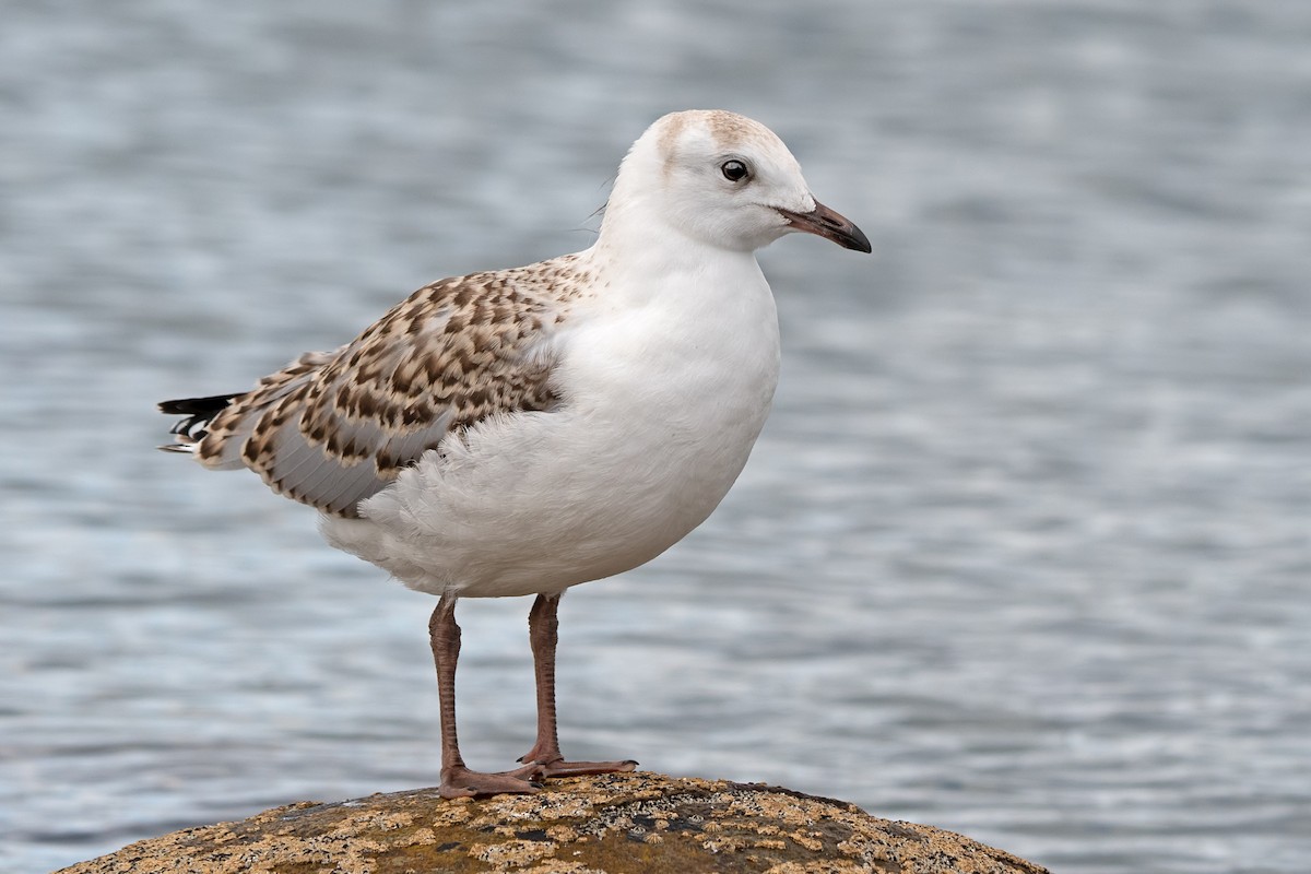 ギンカモメ（novaehollandiae／forsteri） - ML137328881