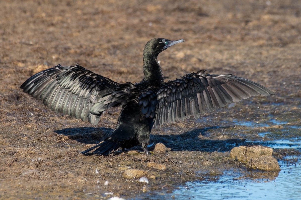 Little Black Cormorant - ML137331581