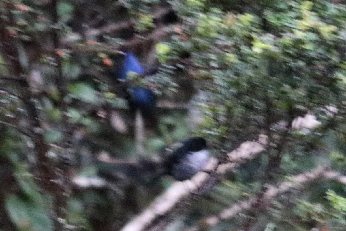 Black-backed Bush Tanager - ML137332811