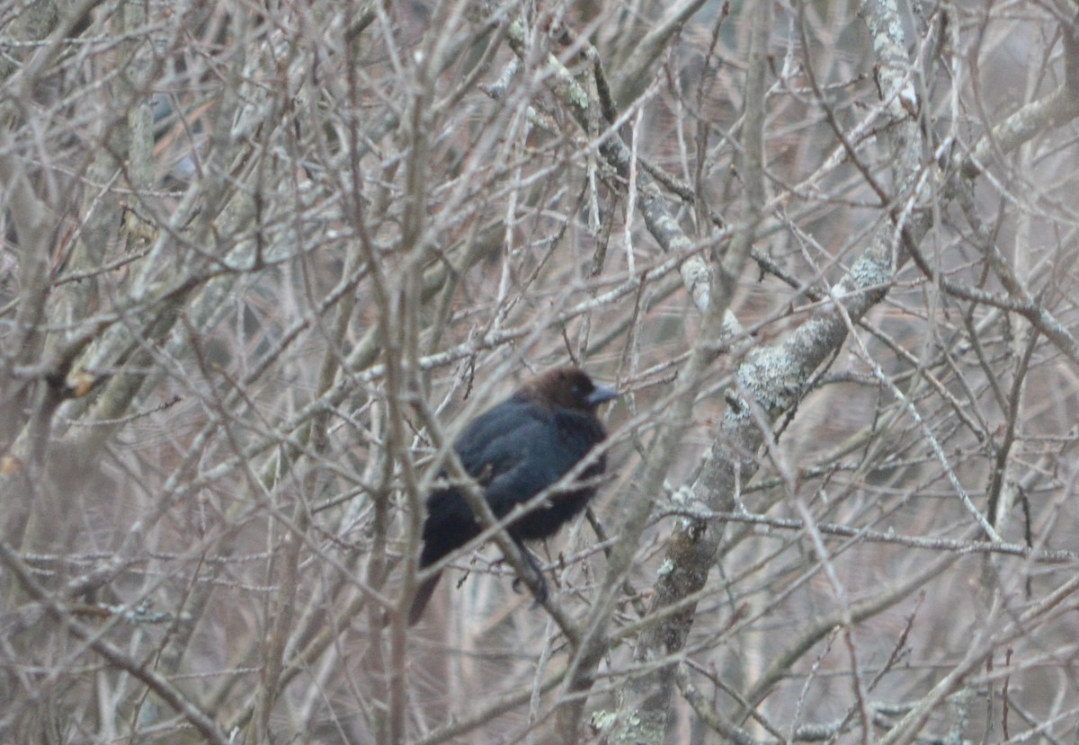 Brown-headed Cowbird - ML137332861