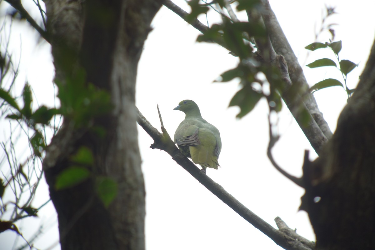 Whistling Green-Pigeon (Ryukyu) - ML137332981