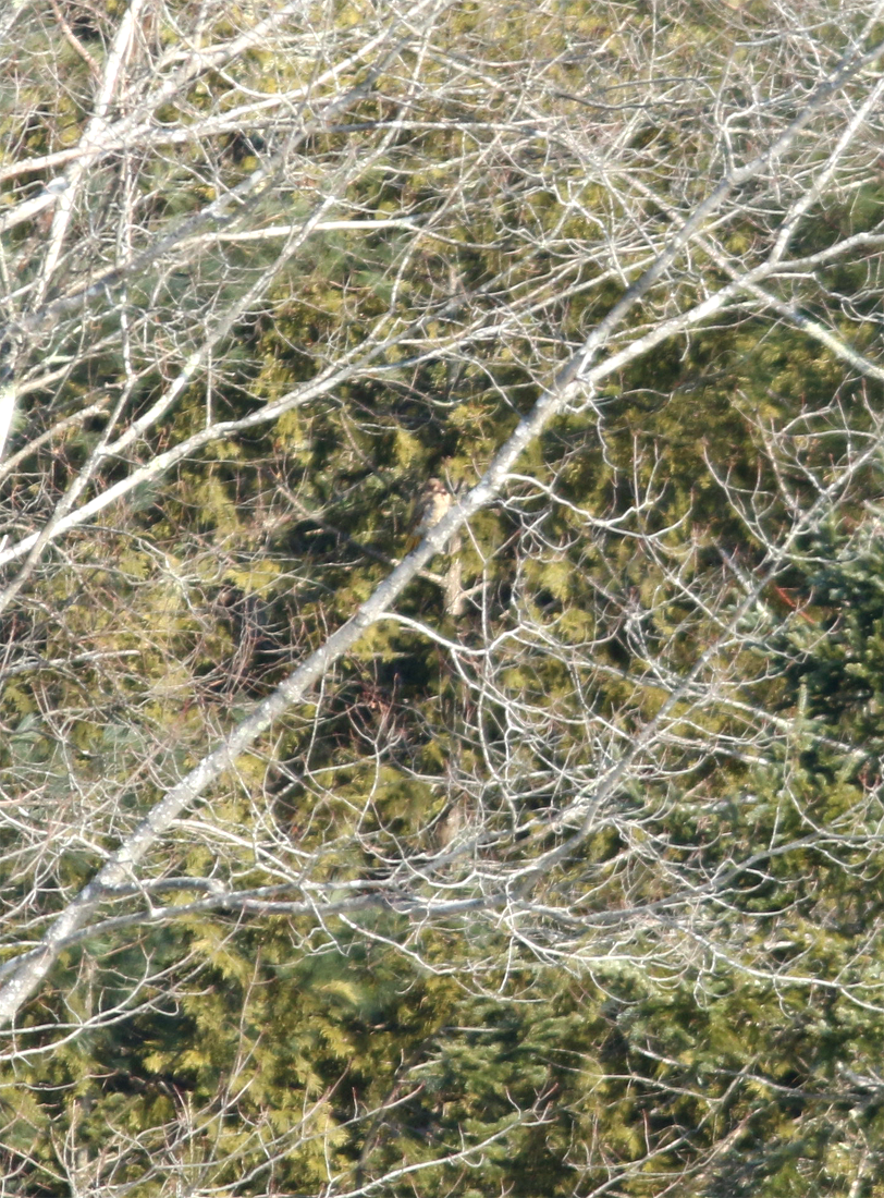 Northern Flicker (Yellow-shafted) - ML137333551