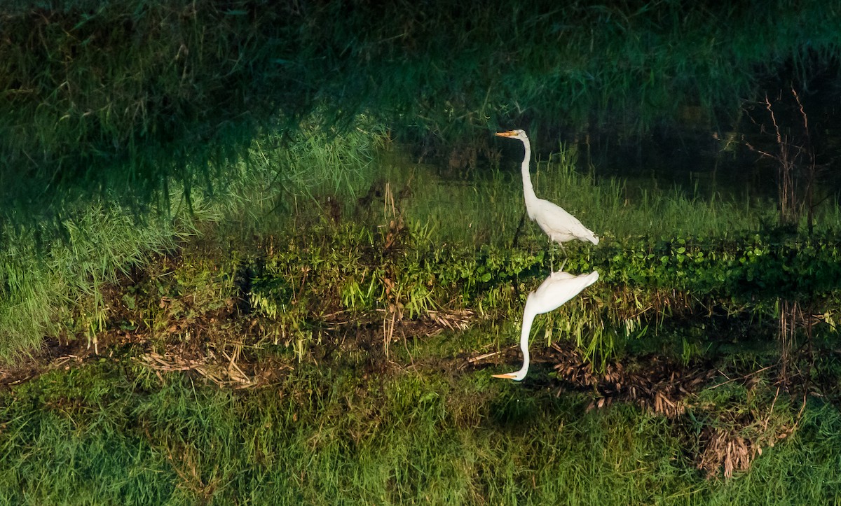 Great Egret - ML137334461