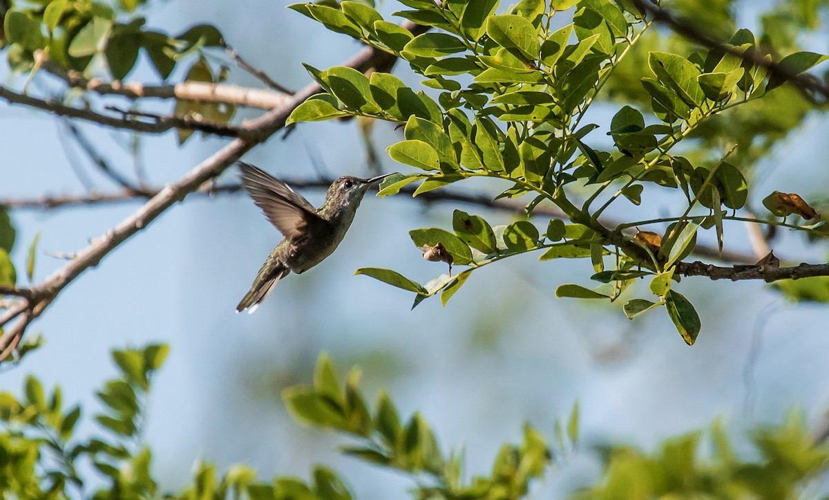 Ruby-topaz Hummingbird - ML137334481