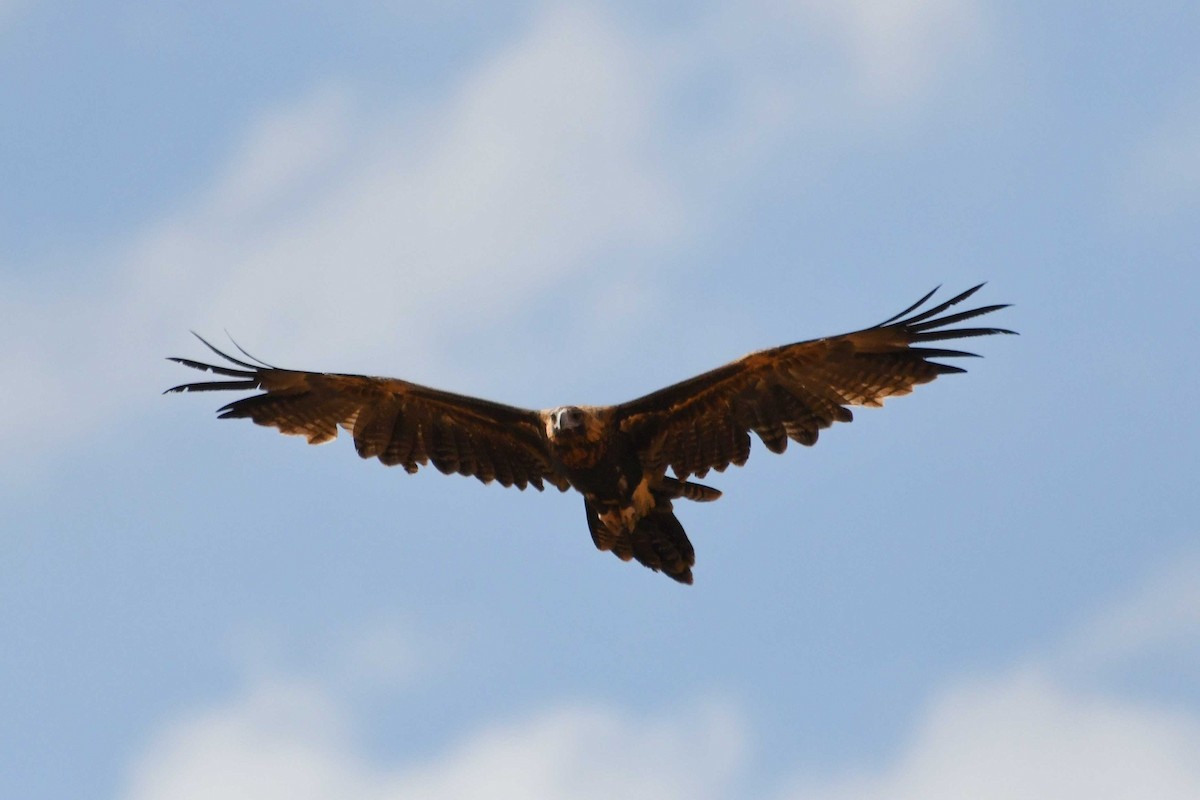 Wedge-tailed Eagle - ML137336151