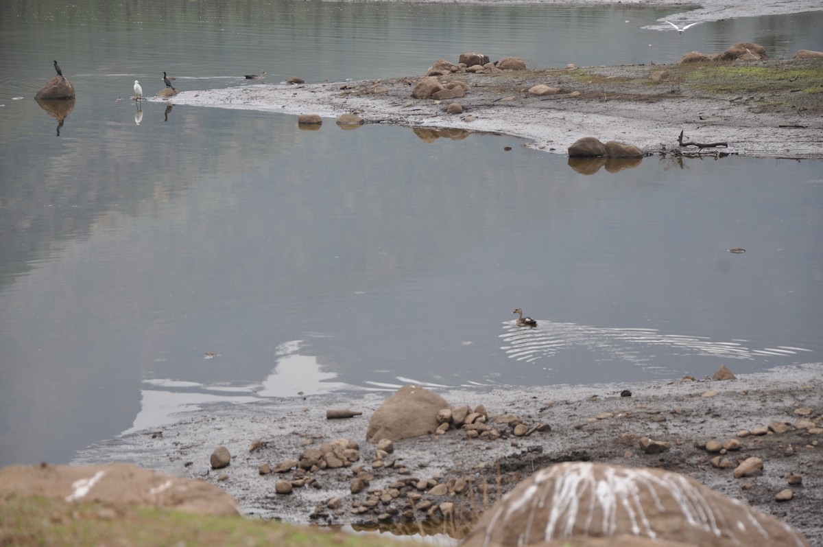Indian Spot-billed Duck - vaazhaikumar kumar