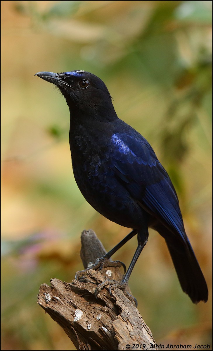 Malabar Whistling-Thrush - Albin Jacob