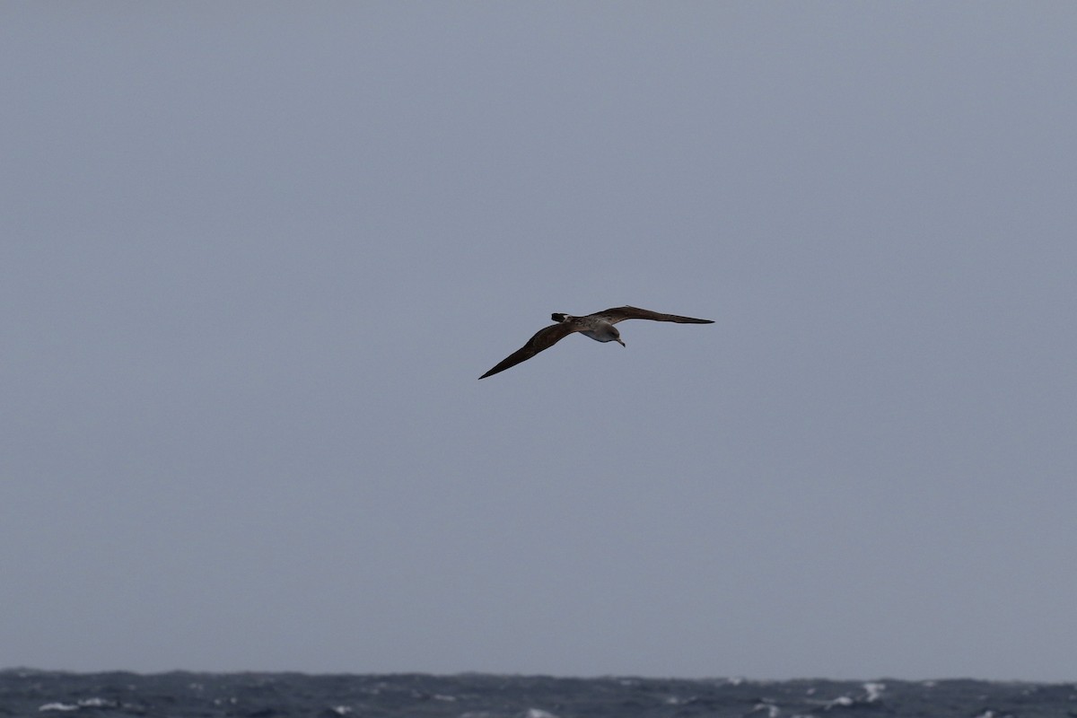 Cory's Shearwater - ML137339191