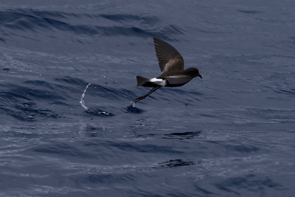 Wilson's Storm-Petrel - ML137339301