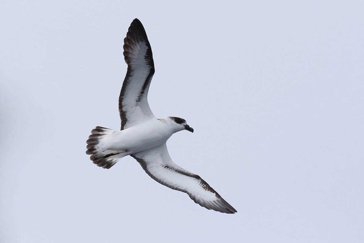 Black-capped Petrel - ML137339771