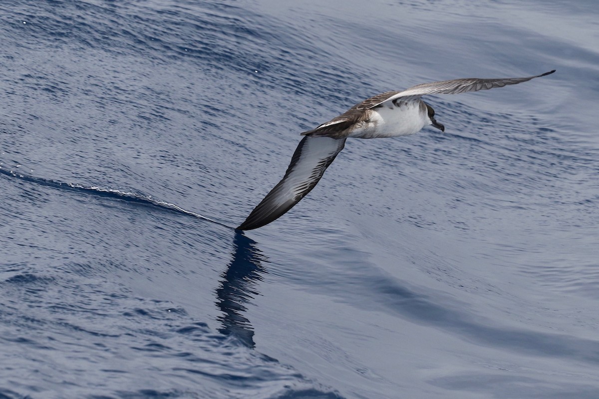 Great Shearwater - Casey Weissburg