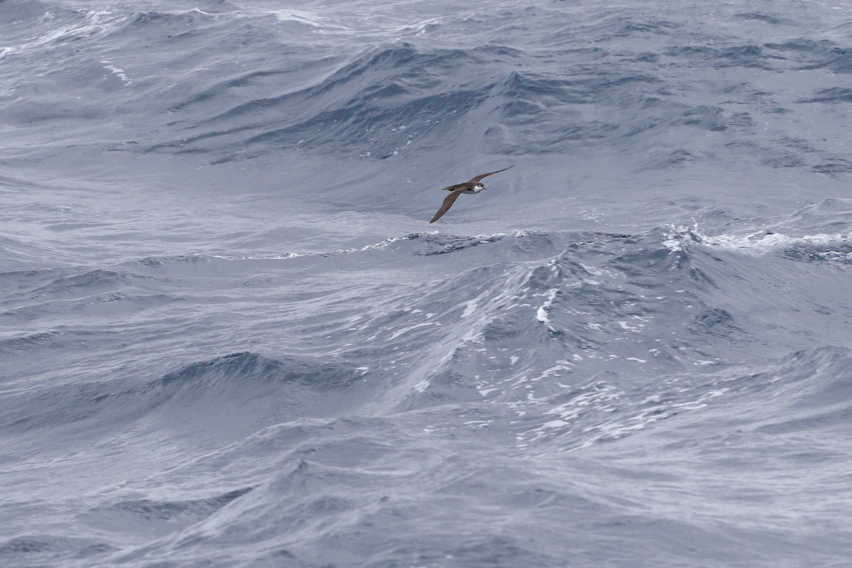 Manx Shearwater - ML137340831