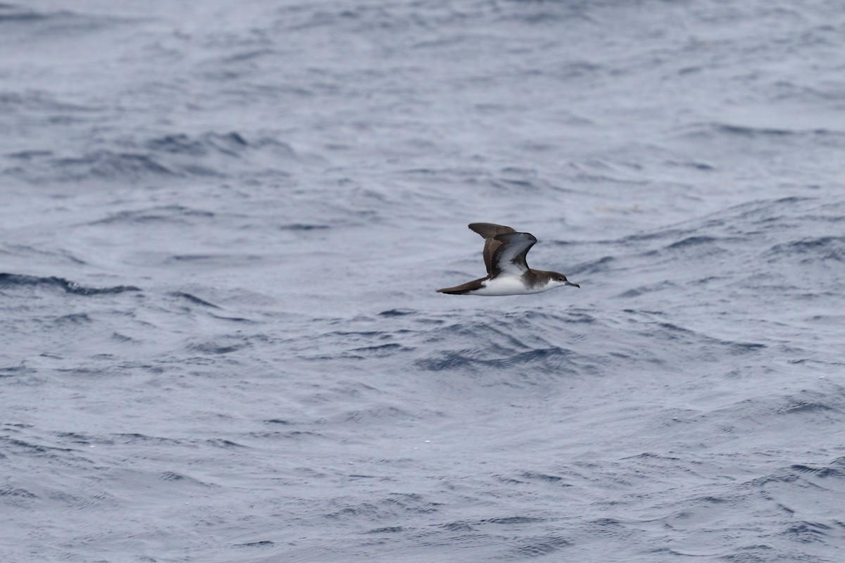 Audubon's Shearwater - ML137340921