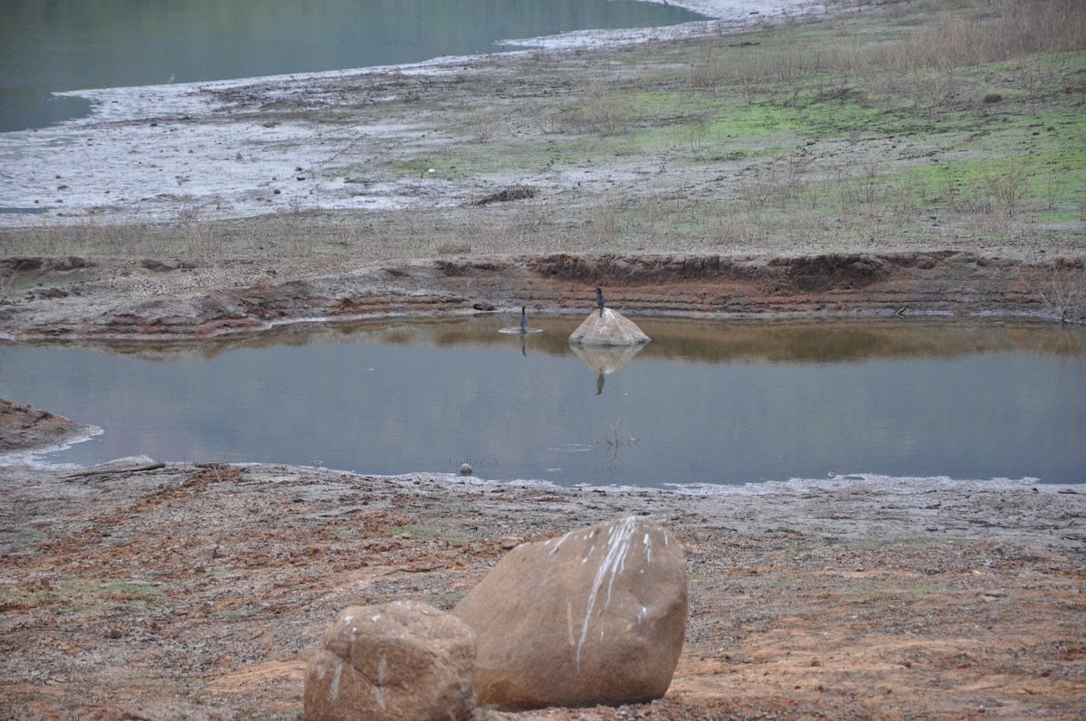 Little Cormorant - ML137341481