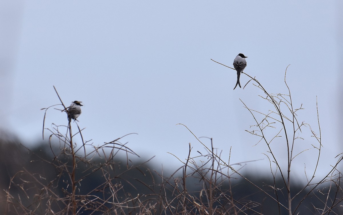 Fork-tailed Flycatcher - ML137341571