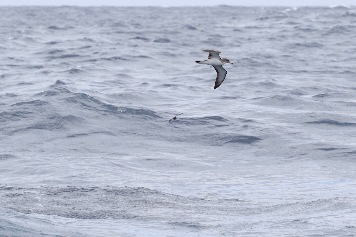 Cory's Shearwater (Scopoli's) - ML137341761