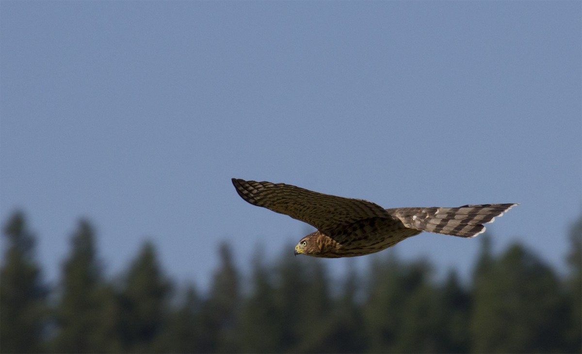 Cooper's Hawk - ML137342341