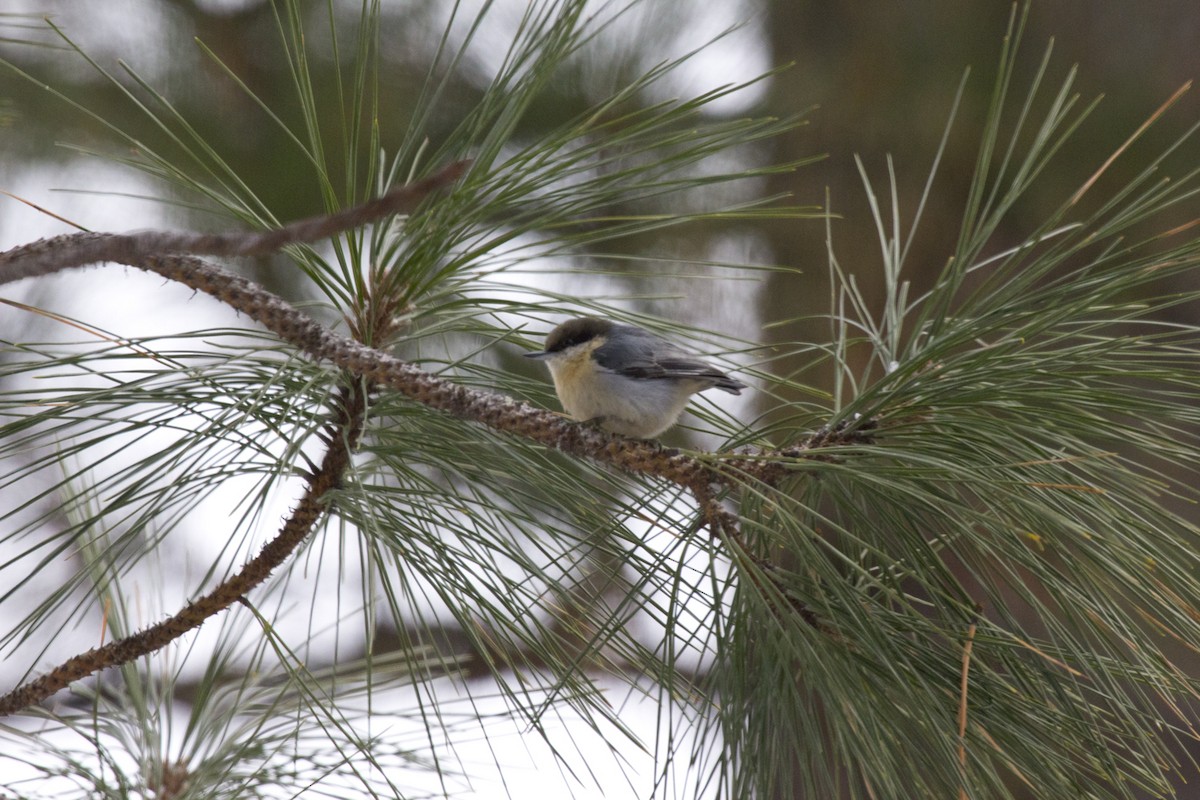 Pygmy Nuthatch - ML137342521