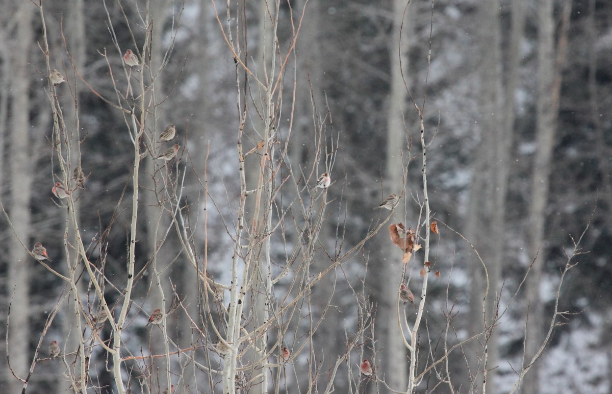 Hoary Redpoll - ML137342541