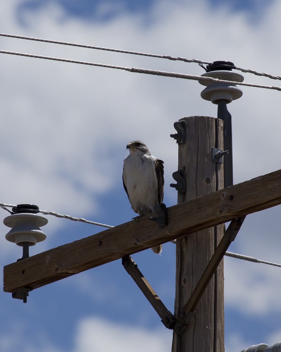 Ferruginous Hawk - Thomas Kallmeyer