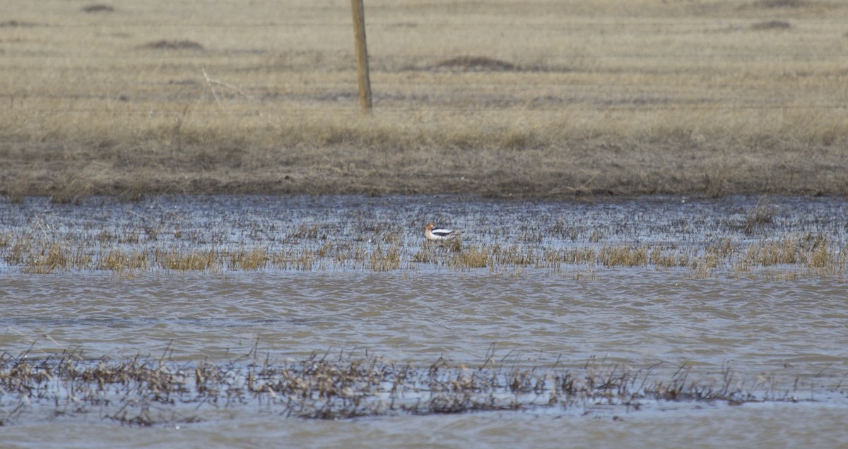 American Avocet - ML137343771