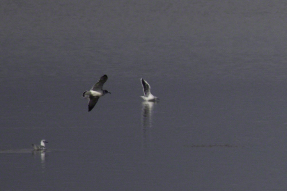 Little Gull - ML137344701