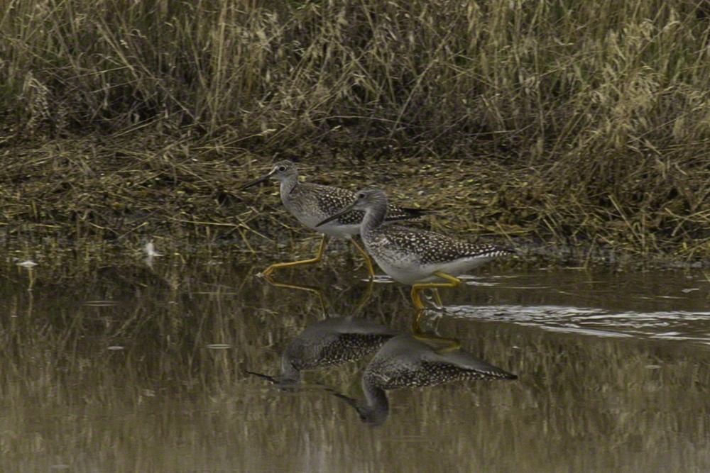 Lesser Yellowlegs - ML137344761