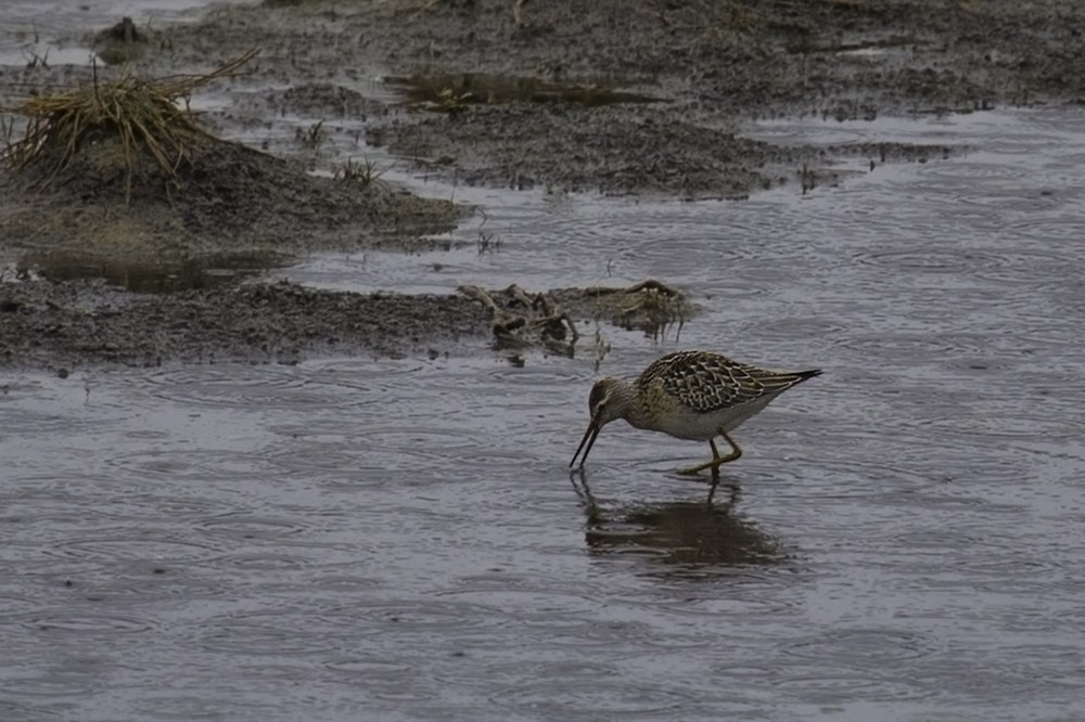 Stilt Sandpiper - ML137344771