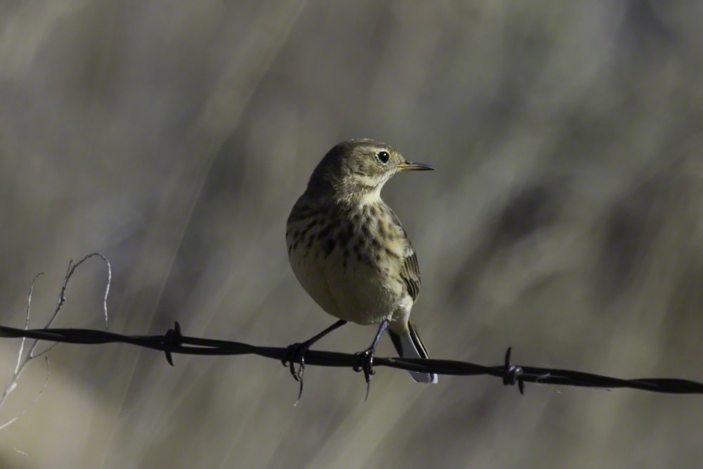 Pipit d'Amérique - ML137344911