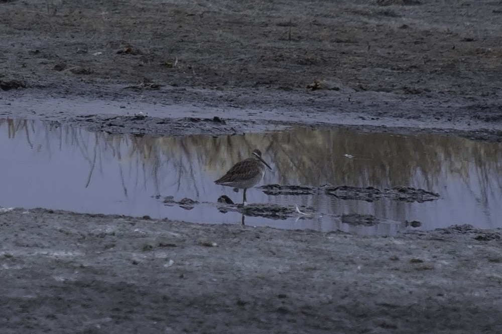 langnebbekkasinsnipe - ML137345171