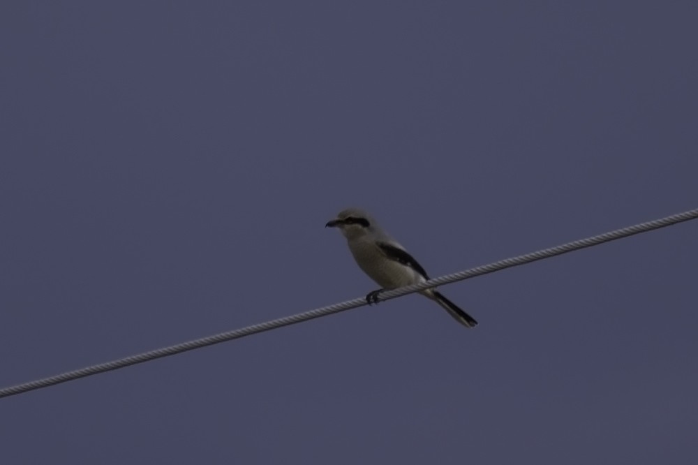 Northern Shrike - ML137345201