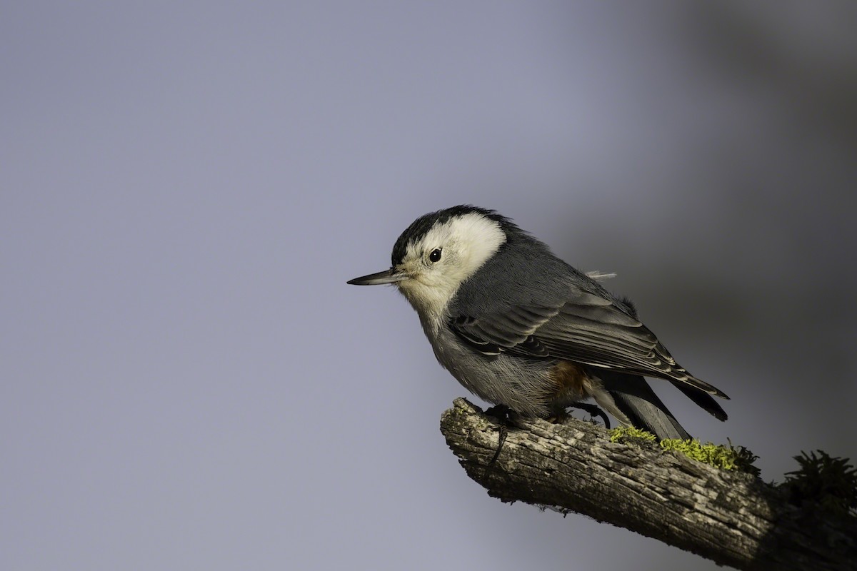 White-breasted Nuthatch - ML137345371