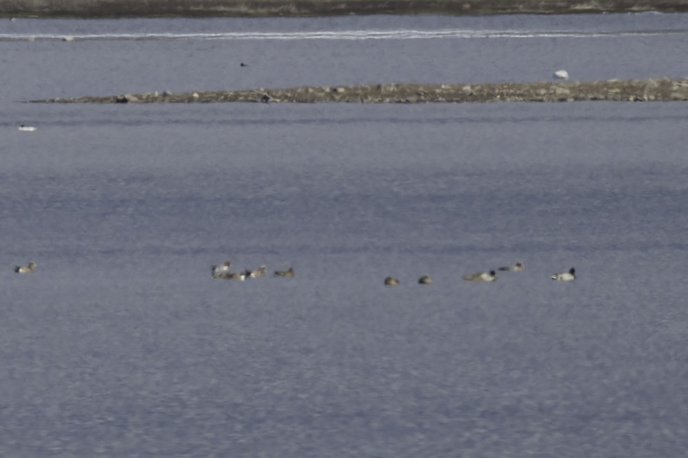 Fischione - ML137345621