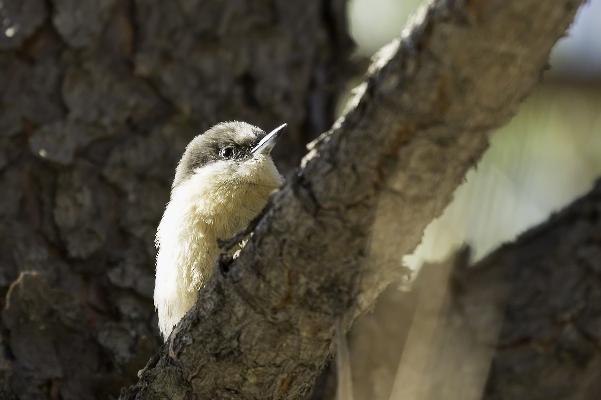 Pygmy Nuthatch - ML137345681