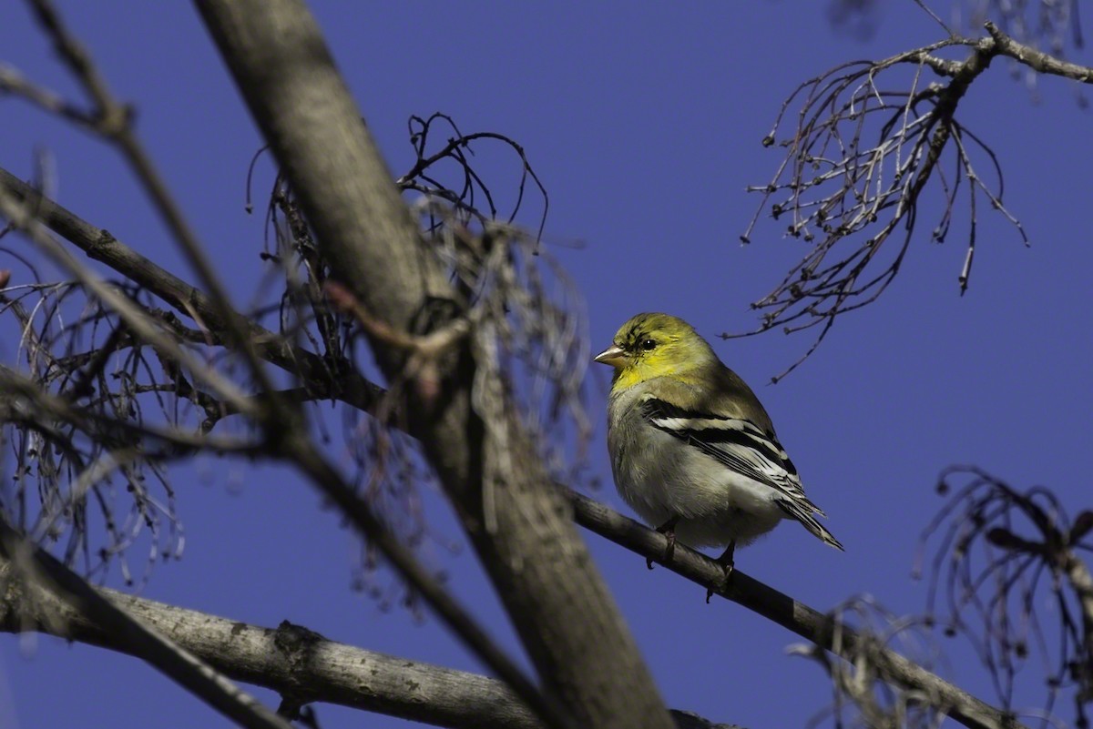 Chardonneret jaune - ML137345701