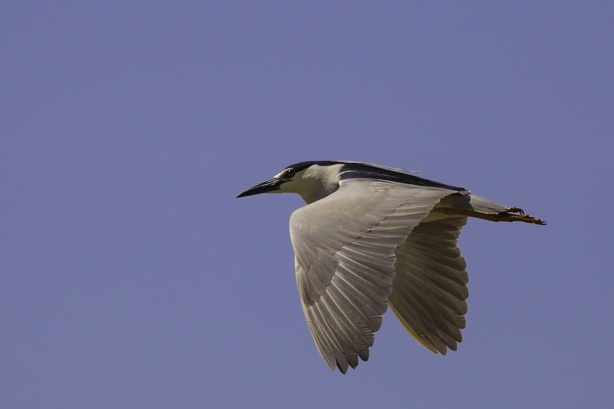 Black-crowned Night Heron - ML137346021