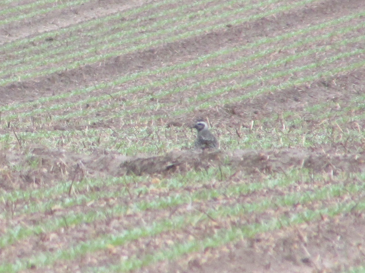 American Golden-Plover - Kyle Gallagher